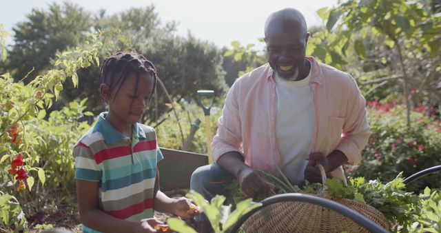 Grandfather and granddaughter enjoying a sunny day in the garden, planting and harvesting vegetables. This image could be used for promoting family activities, outdoor gardening, sustainable living, agriculture education, and healthy lifestyles focused content.