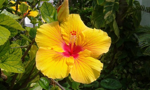 Vibrant Yellow Hibiscus Flower in Bloom with Green Foliage - Download Free Stock Photos Pikwizard.com