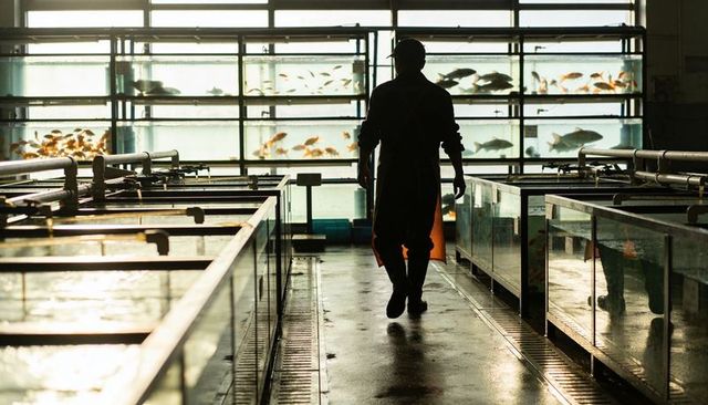 Silhouetted aquaculture worker walking down fish tank aisle in industrial hatchery