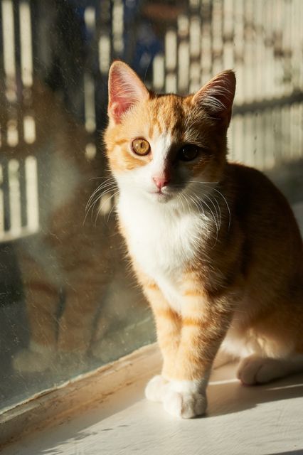 Cute Ginger and White Kitten Sitting by Window in Sunlight - Download Free Stock Photos Pikwizard.com