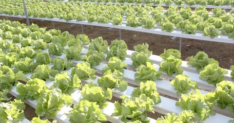 Hydroponic lettuce cultivation in modern greenhouse