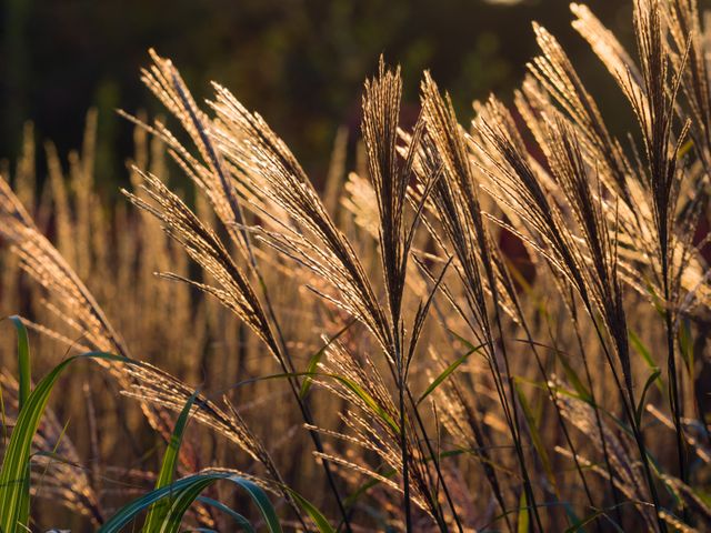 Sunlit tall grass glowing warmly during golden hour in a countryside field. Ideal for use in projects related to nature, tranquility, rural life, environmental campaigns, background images for websites, or inspirational quotes.