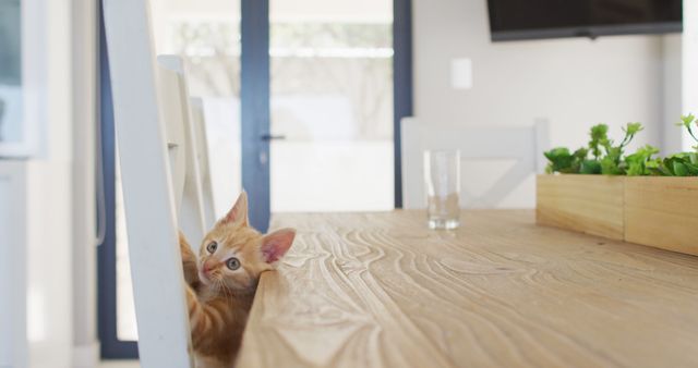 Ginger cat climbing on a chair at a table in living room at home. domestic lifestyle pet at home.