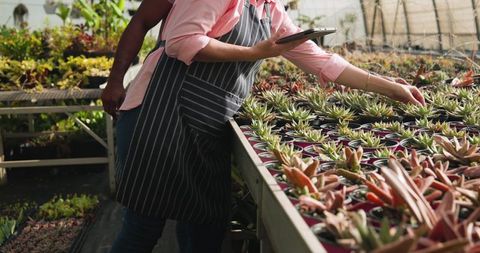 Horticulturists Inspecting Colorful Succulents in Greenhouse