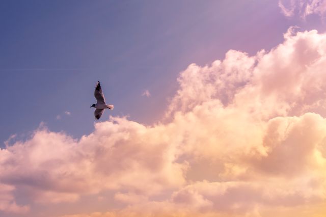 White Bird Flying Under Cloudy Sky during Daytime - Download Free Stock Photos Pikwizard.com