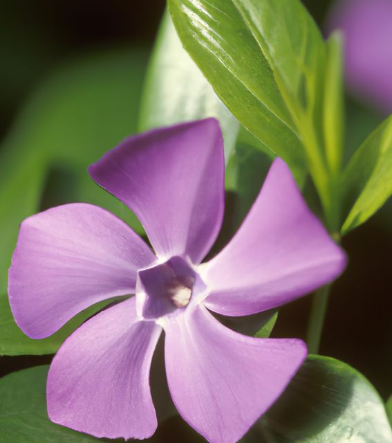 This image shows a close-up view of a vivid purple periwinkle flower with lush green leaves serving as a backdrop. Suitable for use in botanical guides, garden websites, or spring promotional materials, the image highlights the beauty of natural flora.