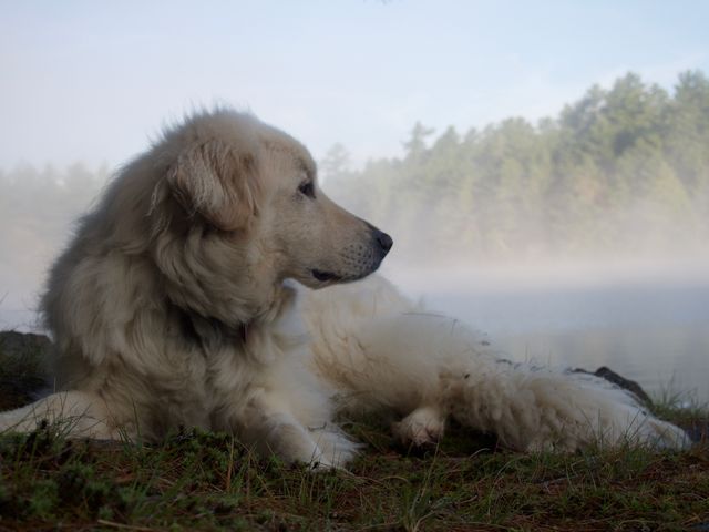 Majestic Dog Relaxing by Foggy Lake in Forest - Download Free Stock Photos Pikwizard.com
