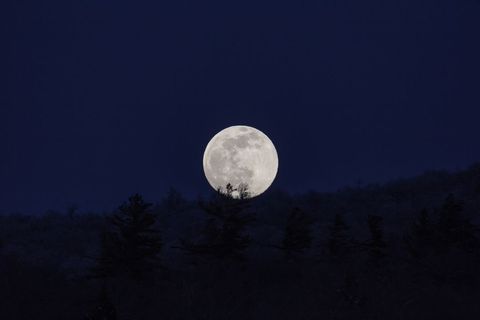 Full Moon Shining Brightly Over Pine Tree Silhouettes
