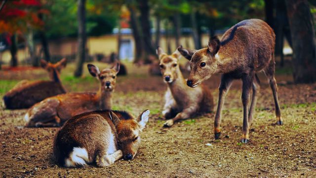 Herd of Deer Resting and Grazing in Autumn Forest - Download Free Stock Photos Pikwizard.com