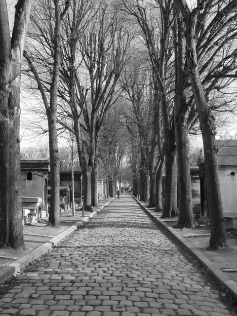 Cobblestone pathway lined with leafless trees in a park, evoking a sense of quietness and nostalgia. The black and white adds a timeless and eerie feel. Ideal for use in art projects, background images, or for evoking a historical or melancholy atmosphere.