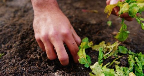 Growing Organic Vegetables in Home Garden Close-Up - Download Free Stock Images Pikwizard.com