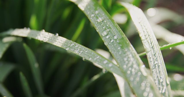 Close-up shot of dewdrops on green grass blades highlights the beauty of a fresh morning. Ideal for nature themes, advertisements for gardens or outdoor activities, and environmental campaigns.