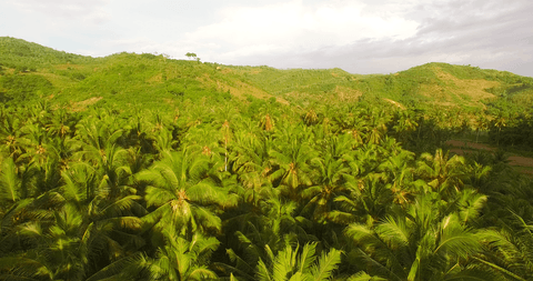 transparent lush palm grove surrounded by rolling hills - Download Free Stock Videos Pikwizard.com