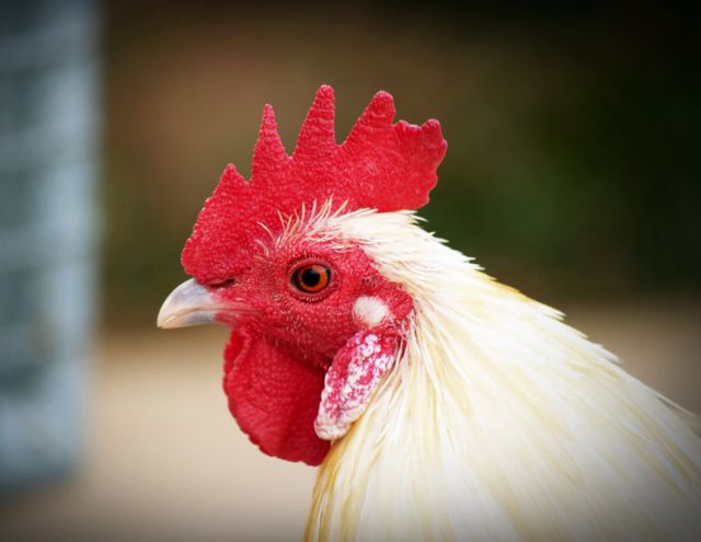 Close-Up of Rooster with Red Comb and White Feathers - Download Free Stock Photos Pikwizard.com