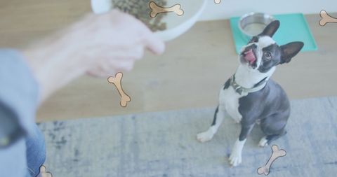 Dog Eagerly Awaiting Meal with Digital Bone Overlay