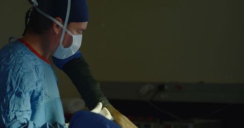 Veterinary surgeon operating on horse in surgical theater