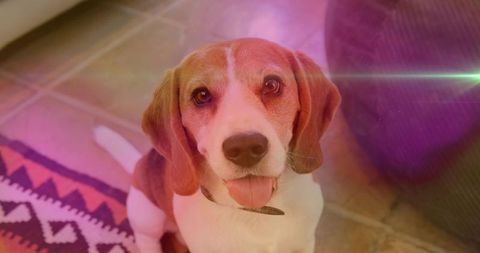 Sitting beagle with collar tag on tiled floor near geometric rug and pouf, warm lens flare