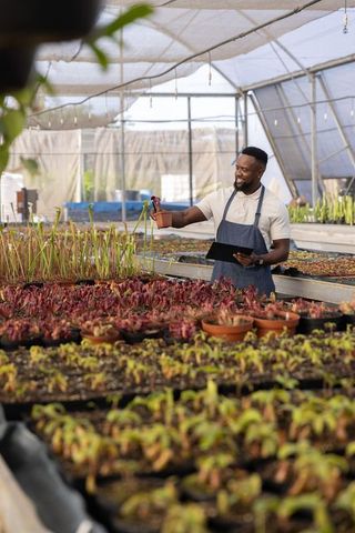 African american man inspecting seedlings in greenhouse nursery holding tablet and pot