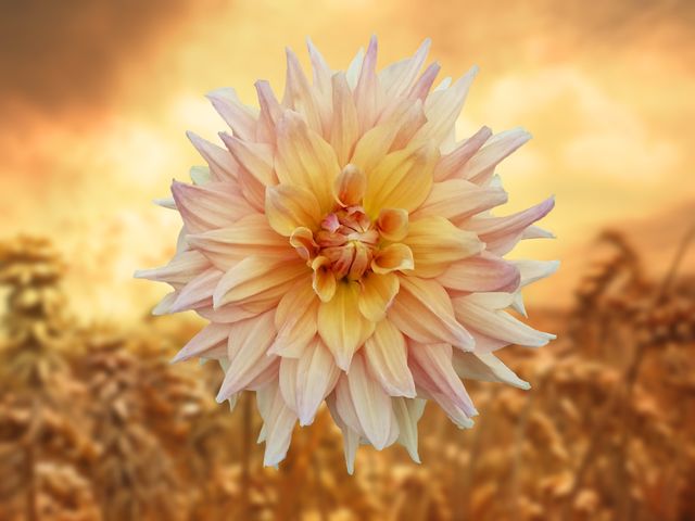 Dahlia flower appears vibrant against a background of a warm, golden sunset. The soft, layered petals exhibit an array of orange and pink hues that convey a sense of peace and natural beauty. Ideal for use in nature-themed projects, floral displays, greeting cards, or romantic settings.