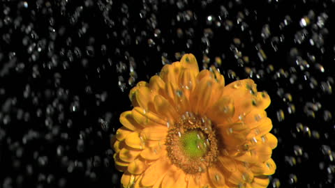 Orange Gerbera in Slow Motion with Water Droplets