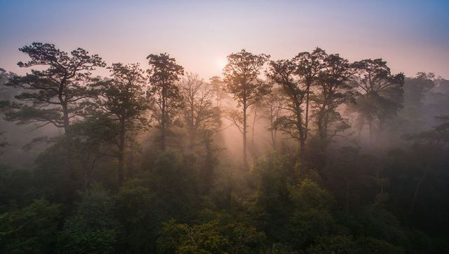 Sunbeams piercing pine canopy at misty sunrise, golden rays through tall trees