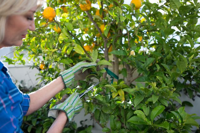 Woman wearing gloves pruning a lemon tree in a garden on a sunny day. Ideal for content related to gardening, outdoor activities, plant care, and lifestyle. Can be used in articles, blogs, and advertisements promoting gardening tips, tools, and outdoor hobbies.
