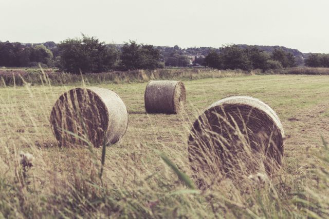 Hay Bales in Countryside Field during Summer Harvest - Download Free Stock Photos Pikwizard.com