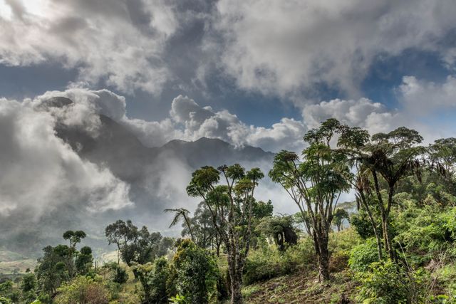 Lush Mountainous Rainforest Landscape with Cloudy Skies - Download Free Stock Photos Pikwizard.com