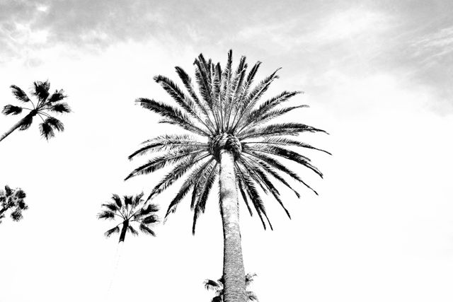 Black and white capture of tall palm trees against a bright sky. Suitable for use in backgrounds, travel blogs, relaxation themes, and nature-inspired decor.