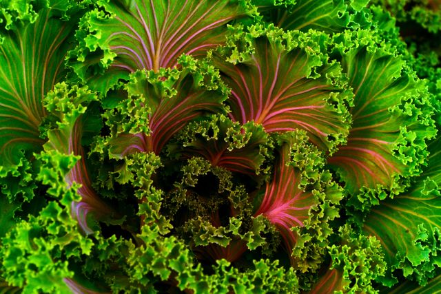 Intensely colored close-up of green and purple lettuce leaves with frilly edges, showcasing their vibrant and textured appearance. Ideal for use in food industry materials, gardening blogs, and health & nutrition publications.