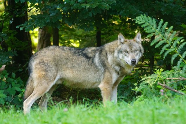 Majestic grey wolf standing in dense forest with foliage and greenery surrounding. Ideal for use in wildlife conservation campaigns, promoting natural habitats, educational resources about wolves, and outdoor adventure advertising.