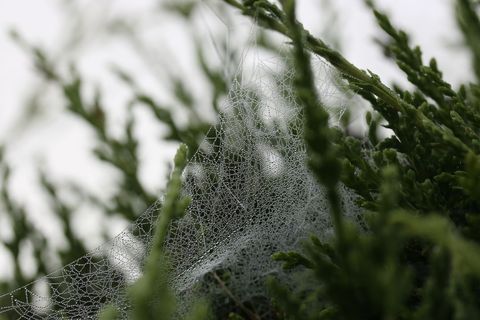 Dew-covered spider web draping conifer branches, delicate morning droplets glistening