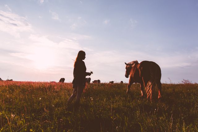 Silhouetted woman standing in an open field with horses as the sun sets, creating a peaceful and tranquil scene. This image is perfect for illustrating concepts related to nature, rural life, tranquility, and outdoor activities. Suitable for websites, blogs, magazines focused on nature, agriculture, or lifestyle content.