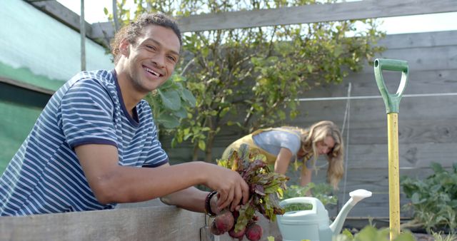 Smiling Young Man Holding Freshly Harvested Beetroots in Community Garden - Download Free Stock Images Pikwizard.com