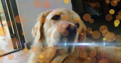 Golden Retriever Resting by Sliding Glass Door with Warm Bokeh and Lens Flare