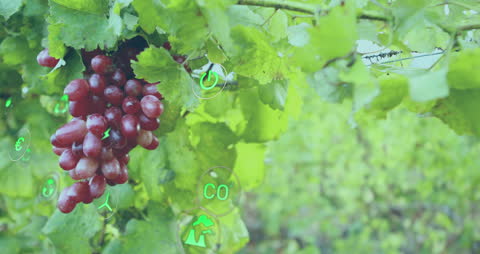 Grapes in Vineyard with Eco-friendly Technology Overlays