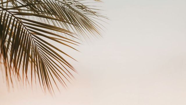 Palm frond casting linear shadows over warm minimal gradient sky with copy space