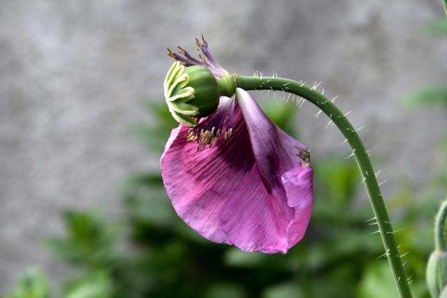 Single Purple Poppy Blooming on Green Stem with Bud - Download Free Stock Photos Pikwizard.com