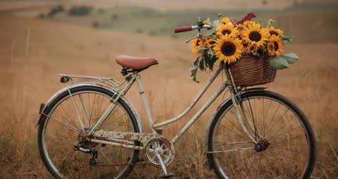 Vintage Bicycle with Wicker Basket of Sunflowers in Rural Field