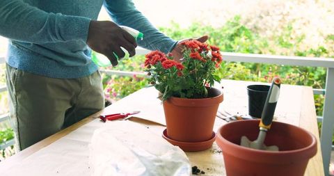 Gardener misting bright blooms on sunlit patio
