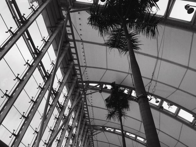 This photo showcases a contemporary architectural space with a high steel and glass ceiling and tall palm trees reaching toward the roof. Perfect for use in presentations related to modern architecture, urban planning, interior design, or landscape architecture. Also suitable for decor pieces in offices or public spaces to illustrate innovative building designs.