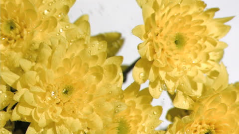Vibrant Yellow Flowers in Slow Motion with Water Droplets