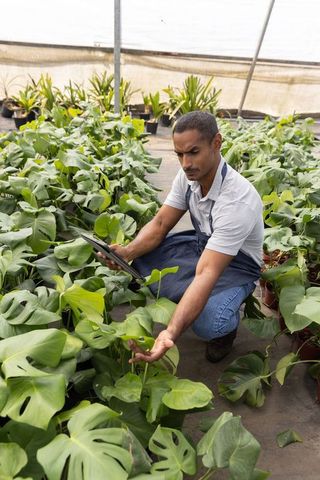 Nursery worker inspecting monstera leaves with tablet in greenhouse