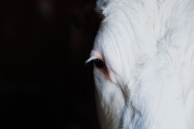 Close-up image of a white cow's eye, showing detailed fur and eyelashes against a dark background. Ideal for use in agricultural, farming, or nature-related themes, highlighting livestock or cattle care and promoting farm products.
