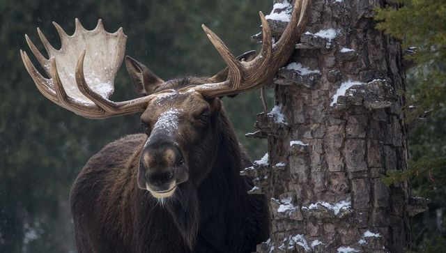Majestic bull moose showing broad palmate antlers by snow-dusted tree in conifer forest