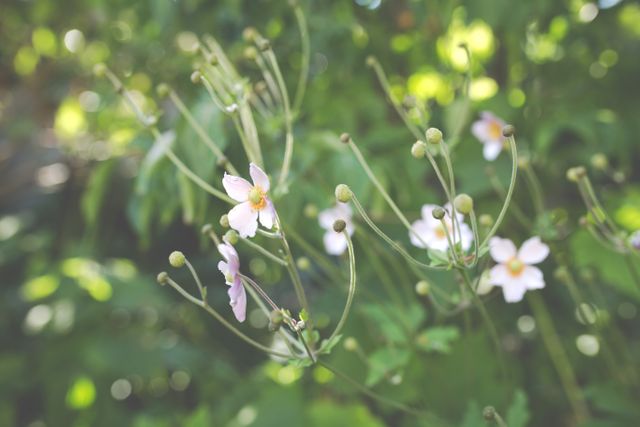 Delicate white flowers are blooming against a backdrop of rich, green foliage. Soft focus emphasizes the gentle beauty of the petals and stems. Ideal for use in nature blogs, environmental campaigns, botanical posters, or as a calming digital wallpaper.