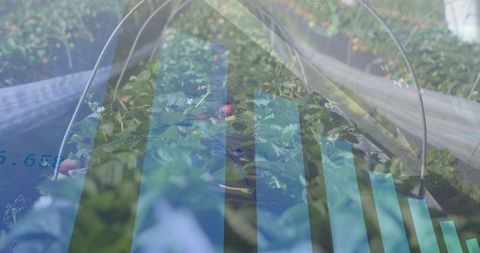 Strawberry Crop Monitoring with Data Visualization and Hoop Tunnel Irrigation Analytics