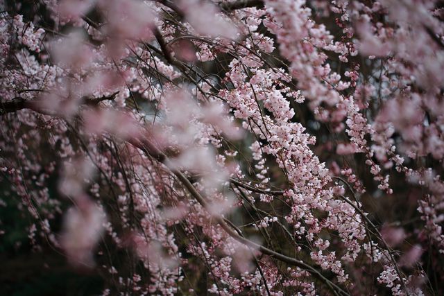 Close up view of beautiful pink blossomed flowers in on a tree branch. spring season concept