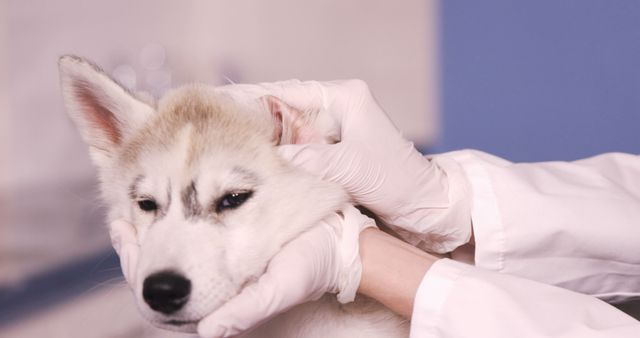 Veterinarian wearing medical gloves is examining an adorable husky puppy. Useful for pet care services, veterinary clinics, animal healthcare articles, and any content related to pet health.