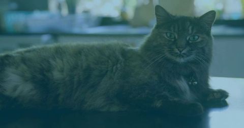 Relaxed Grey Tabby Cat Lounging on Glossy Kitchen Tabletop